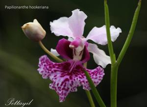 Papilionanthe hookeriana