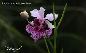 Papilionanthe hookeriana