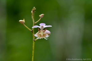 Papilionanthe pedunculata