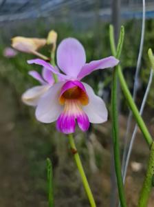 Papilionanthe teres