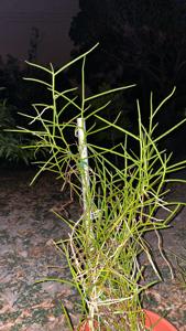 Papilionanthe tricuspidata