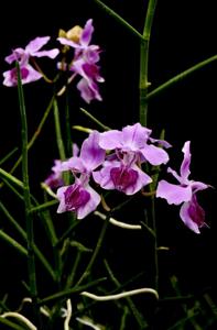 Papilionanthe tricuspidata