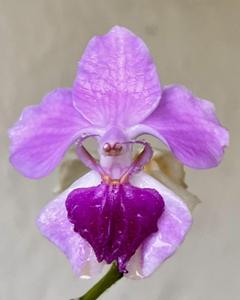 Papilionanthe tricuspidata