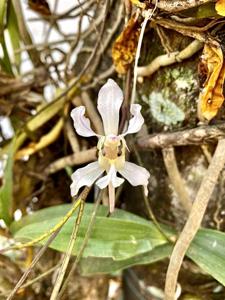 Papilionanthe vandarum