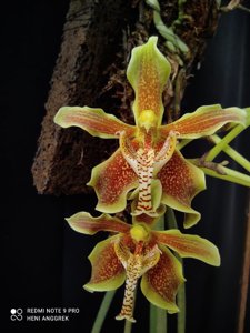 Paraphalaenopsis labukensis