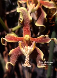 Paraphalaenopsis labukensis