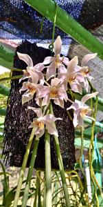 Paraphalaenopsis laycockii