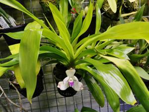 Pescatoria dayana var. rhodacra