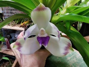 Pescatoria dayana var. rhodacra