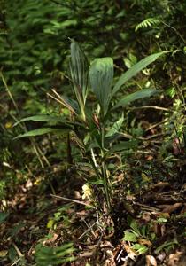 Phaius flavus