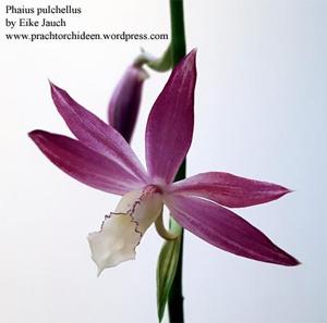 Phaius pulchellus