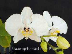 Phalaenopsis amabilis