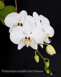 Phalaenopsis amabilis