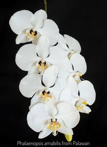 Phalaenopsis amabilis