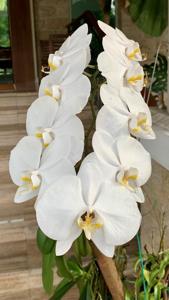 Phalaenopsis amabilis