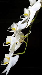 Phalaenopsis amabilis