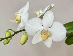 Phalaenopsis amabilis