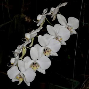 Phalaenopsis amabilis