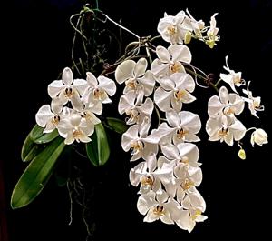 Phalaenopsis amabilis