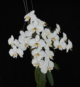 Phalaenopsis amabilis