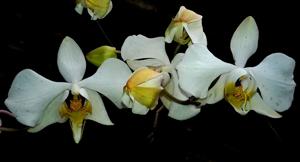 Phalaenopsis amabilis