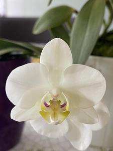 Phalaenopsis amabilis