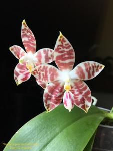 Phalaenopsis amboinensis