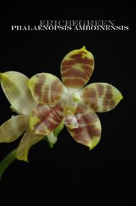 Phalaenopsis amboinensis