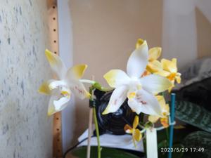 Phalaenopsis amboinensis