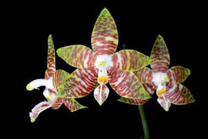 Phalaenopsis amboinensis