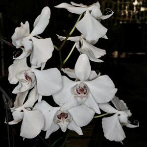 Phalaenopsis aphrodite