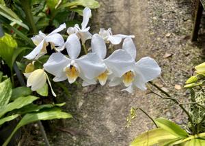 Phalaenopsis aphrodite