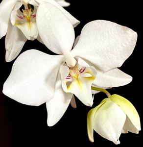 Phalaenopsis aphrodite