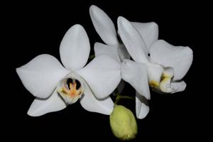 Phalaenopsis aphrodite