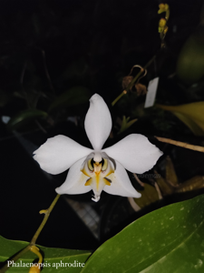 Phalaenopsis aphrodite