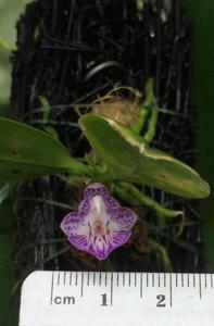 Phalaenopsis appendiculata