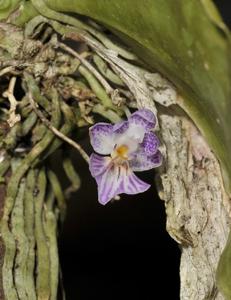 Phalaenopsis appendiculata