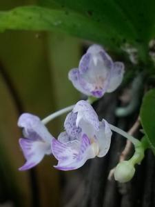 Phalaenopsis appendiculata