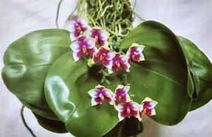 Phalaenopsis bellina