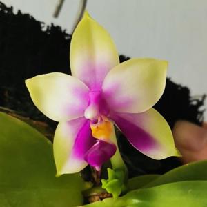 Phalaenopsis bellina