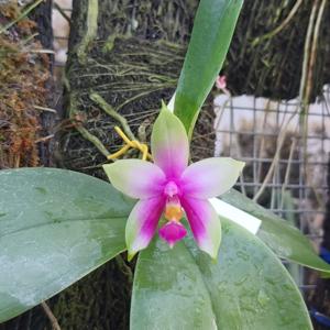 Phalaenopsis bellina