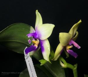 Phalaenopsis bellina