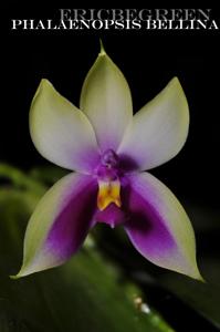 Phalaenopsis bellina