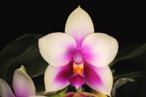 Phalaenopsis bellina