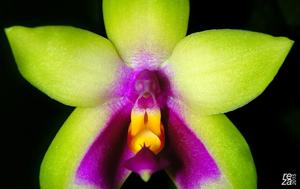 Phalaenopsis bellina