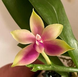 Phalaenopsis bellina