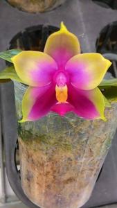 Phalaenopsis bellina