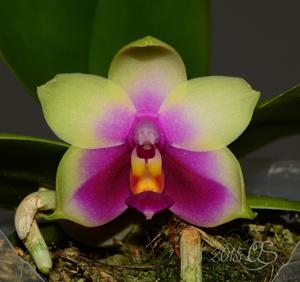 Phalaenopsis bellina