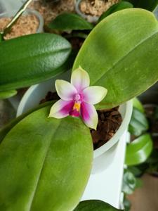 Phalaenopsis bellina