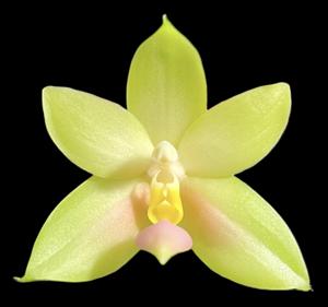 Phalaenopsis bellina